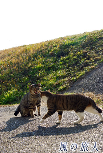 大田区六郷土手　言い争う二匹の猫の写真