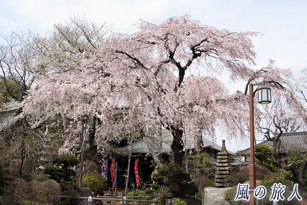 大蔵妙法寺　世田谷　妙法寺の枝垂れ桜の写真
