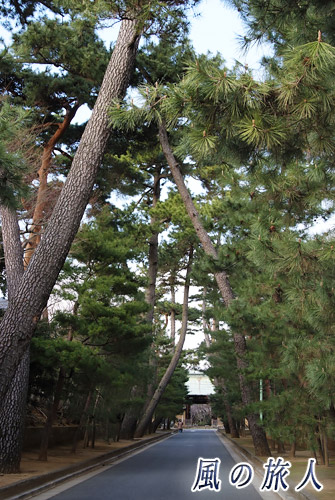 世田谷　豪徳寺の黒松並木のある参道の写真