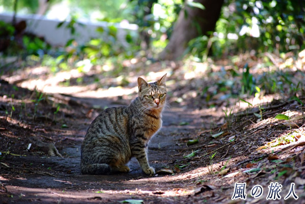 岡本八幡神社　通路でちょっと軽快するような仕草をする猫の写真