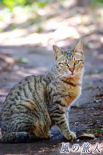 岡本八幡神社　森の中で佇んでいるかのような猫の写真
