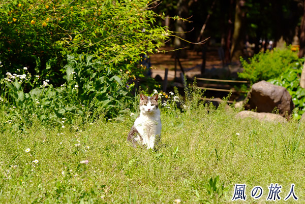 芦花公園　花の丘　草の中でこちらを見つめる猫の写真