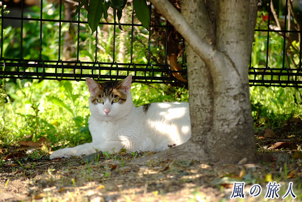 芦花公園　花の丘　木陰で休む猫の写真