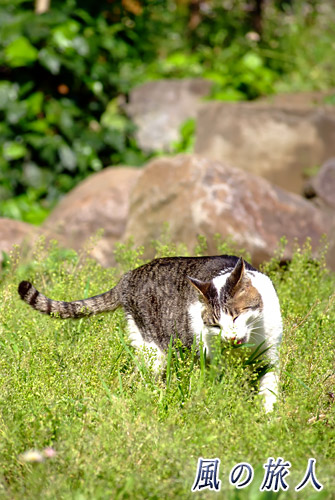 芦花公園　花の丘　草をかじる猫の写真