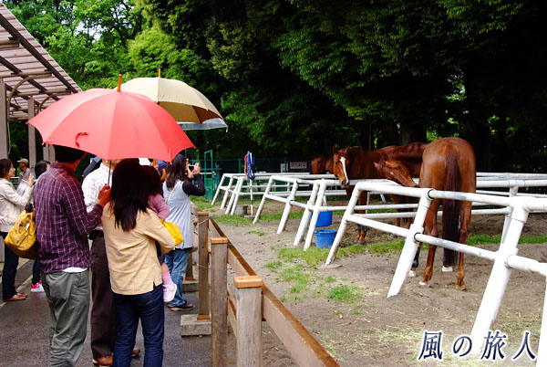 世田谷　馬事公苑　有名競争馬の展示の写真