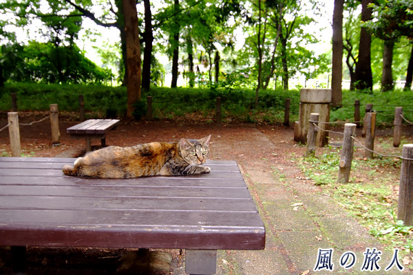 都立蘆花恒春園　芦花公園　蘆花夫妻の墓の前のテーブルで横たわりこっちを見る猫の写真