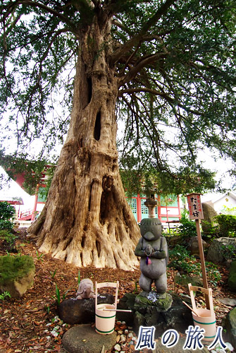 野毛　善養寺　世田谷　カヤの巨木とたま坊の写真