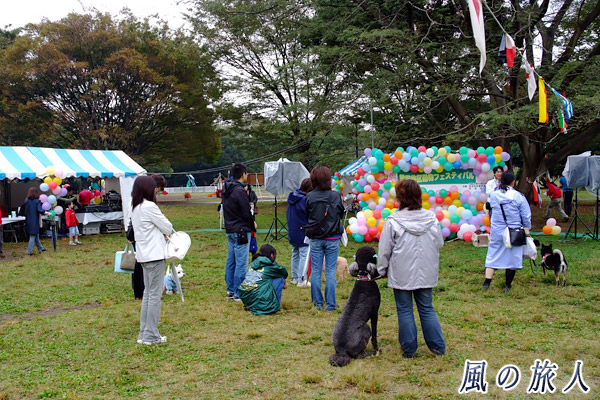 世田谷　都立砧公園　動物フェスティバル　犬のしつけ教室の写真