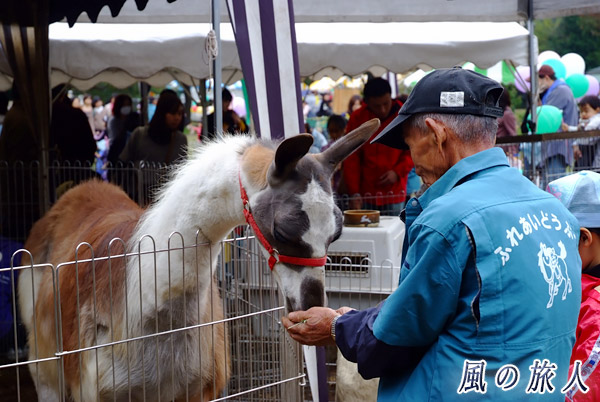 世田谷　都立砧公園　動物フェスティバル　ラマの写真