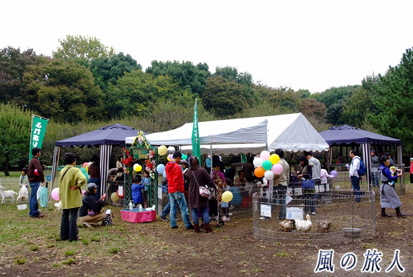 世田谷　都立砧公園　動物フェスティバル　ふれあい動物園の写真