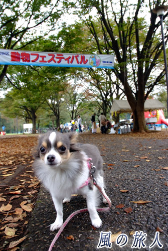 世田谷　都立砧公園　動物フェスティバル　動物フェスティバルの登りの前で写真を撮る犬の写真