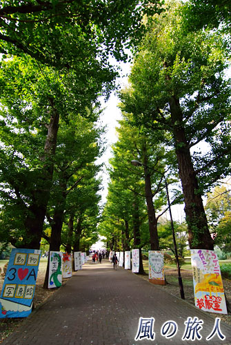 世田谷　都立園芸高校　園芸展　イチョウ並木に並ぶ立て看板の写真