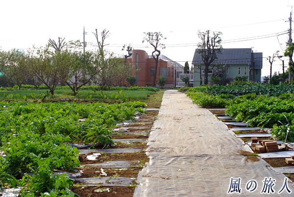 世田谷　都立園芸高校　校内の畑や果樹の写真