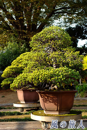 世田谷　都立園芸高校　園芸展　ゴヨウマツの盆栽の迫力ある様子の写真