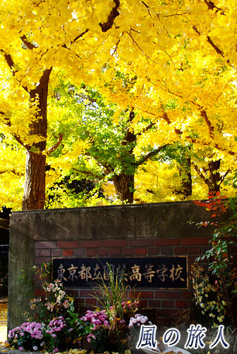 世田谷　都立園芸高校　紅葉の時期の正門の写真