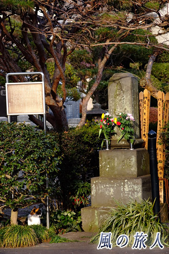 世田谷区　烏山寺町　専光寺　墓を見つめるにゃんこの写真