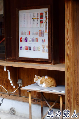 護符やお守りのサンプルの前で待機している猫の写真