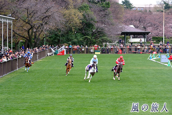 世田谷　馬事公苑　ポニーの模擬競馬の写真