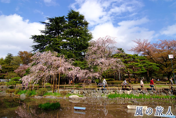 世田谷　馬事公苑　日本庭園の枝垂れ桜の写真