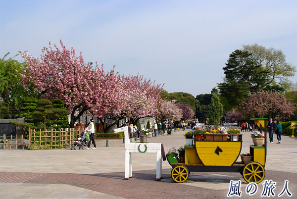 世田谷　馬事公苑　里桜が並ぶメインストリートの写真