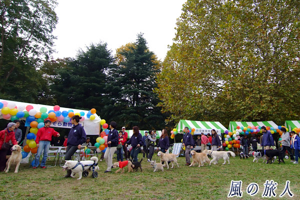 世田谷　都立砧公園　動物フェスティバル　ワンコパレードの写真