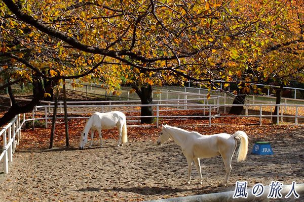世田谷　馬事公苑　放牧されている馬の写真