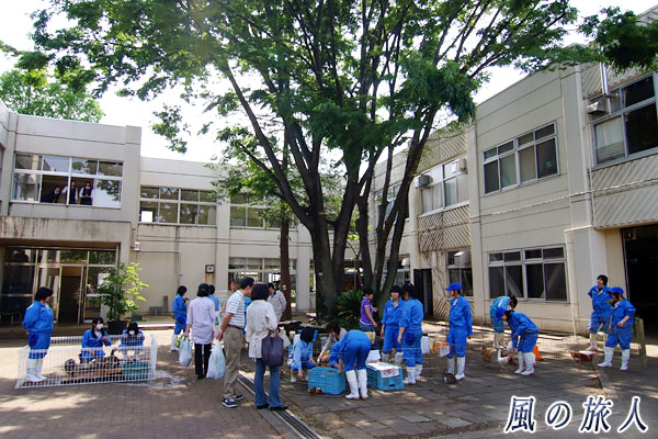 世田谷　都立園芸高校　鶏などの生産動物を扱う学生たちの写真