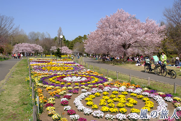 芦花公園　花の丘　桜が咲く様子の写真