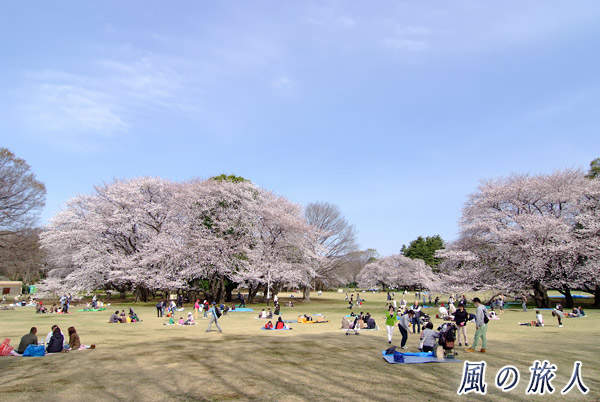 世田谷　都立砧公園　ファミリーパークの桜の写真