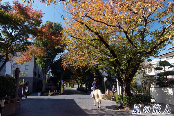 世田谷　用賀　いらか道を馬に乗って散歩する写真