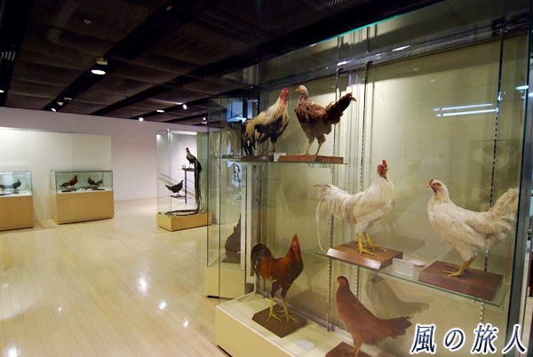 東京農業大学「食と農」の博物館　鶏の剥製の展示の写真
