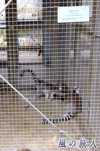 東京農業大学「食と農」の博物館　ワオレムール（マダガスカルのキツネザル）の写真