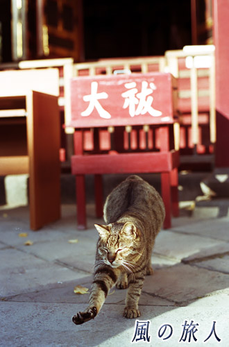 浅草神社の社殿前で身体を伸ばす猫の写真