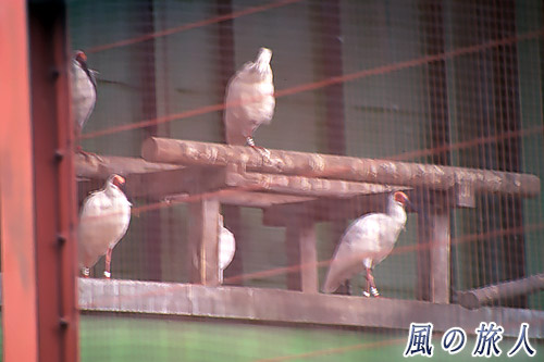 檻の中のトキ　佐渡島一周ツーリングの写真
